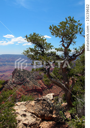 Grand Canyon National Park, USA.. 19139682