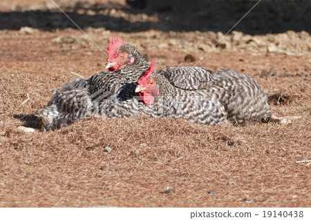 Chickens Plymouth rock 19140438