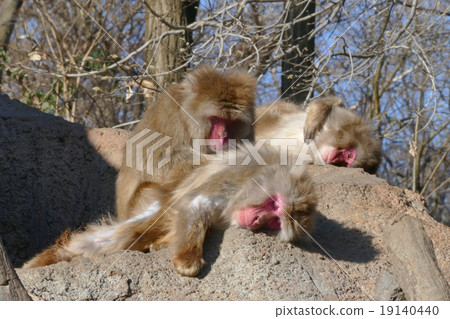 Hairdressing Japanese macaque 19140440