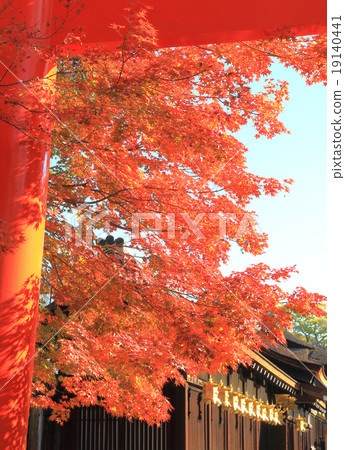 Autumn leaves walk 19140441