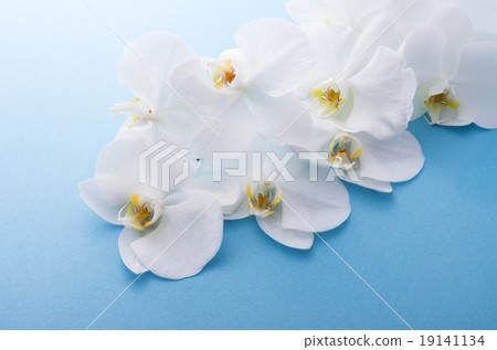 Phalaenopsis orchid Phalaenopsis orchid 19141134