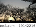 Sunset 19142216
