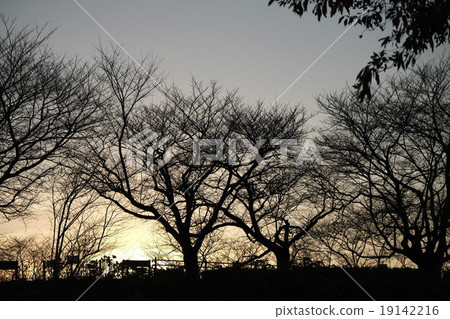 Sunset 19142216