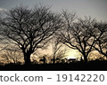 A walk at dusk 19142220