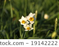 Narcissus 19142222