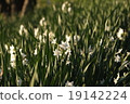 Narcissus 19142224