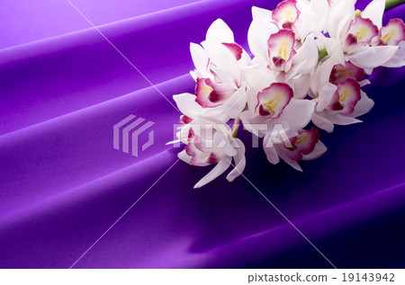 Cymbidium 19143942