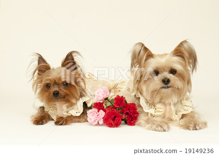 母親節約克夏犬 19149236