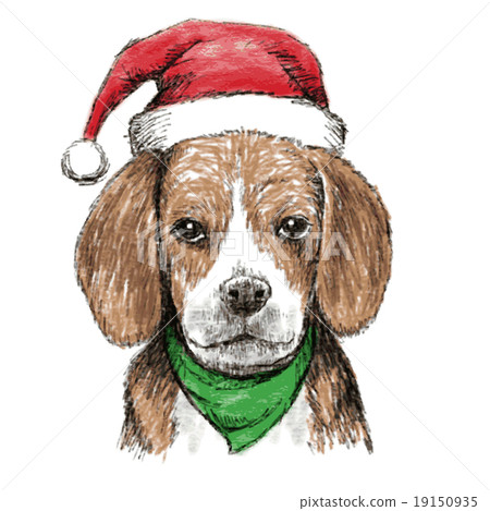 beagle with christmas hat 19150935