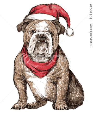 bulldog with christmas hat 19150936