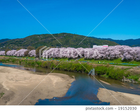 Cherry blossoms on the backbore Cherry blossoms on the backbore 19152030