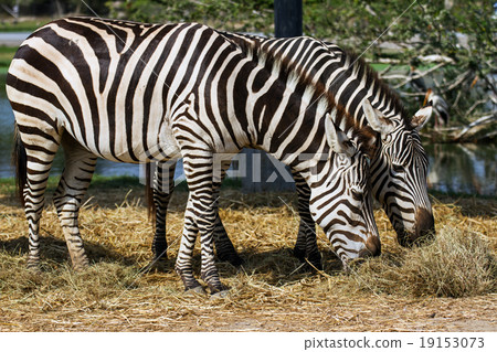 Zebras Zebras 19153073
