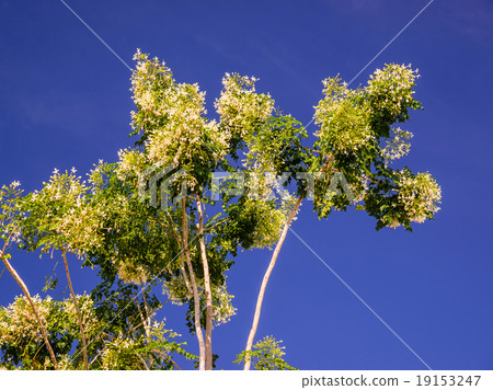 Indian cork tree flowers 19153247