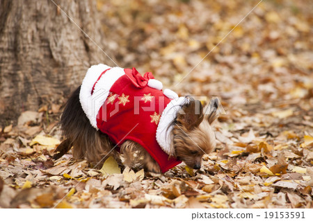 Yorkshire Terrier Walking in the path of fallen leaves 19153591