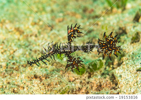 ghost pipefish ghost pipefish 19153816