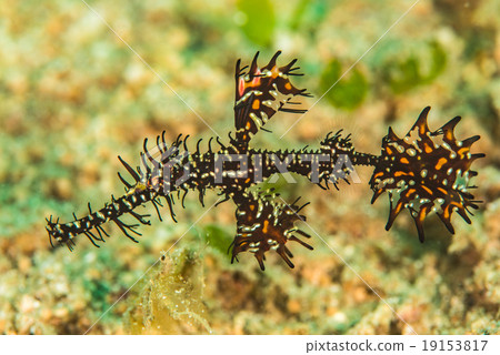 ghost pipefish 19153817