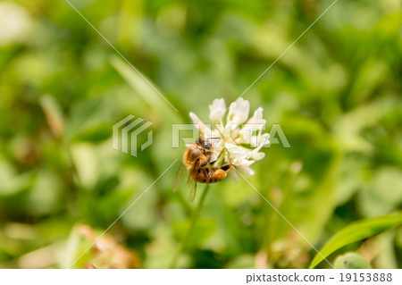 一隻蜜蜂 一隻蜜蜂 19153888