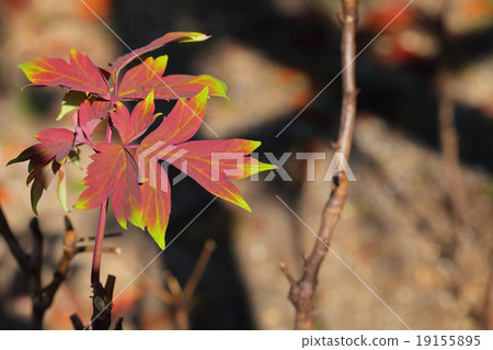 Young leaves of the button 19155895