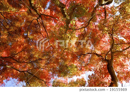 秋天的樹葉 秋天的樹葉 19155989