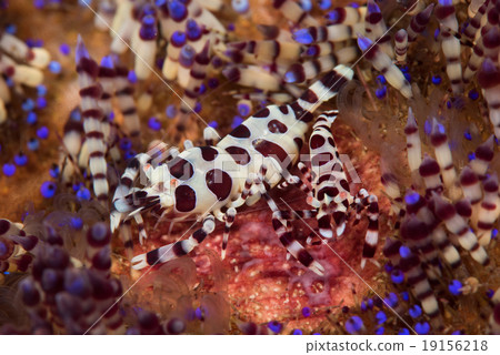 coleman shrimp 19156218