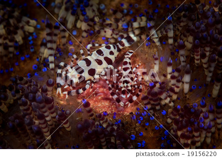 coleman shrimp 19156220