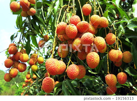 the ripe litchi on branches of litchi tree the ripe litchi on branches of litchi tree 19156313