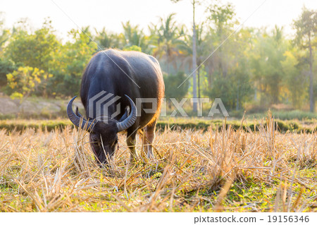 water buffalo eating grass in field. 19156346