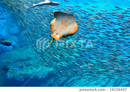 A school of sardines and rays 19156487