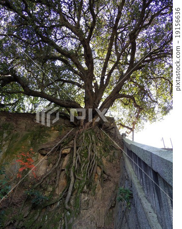 Rooted exposed big tree 19156636