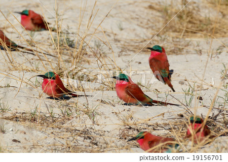 large nesting colony of Nothern Carmine Bee-eater large nesting colony of Nothern Carmine Bee-eater 19156701