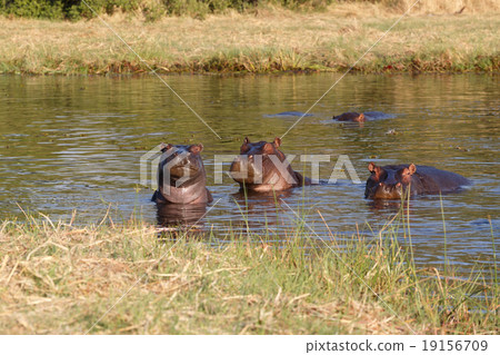 portrait of Hippo Hippopotamus Hippopotamus portrait of Hippo Hippopotamus Hippopotamus 19156709