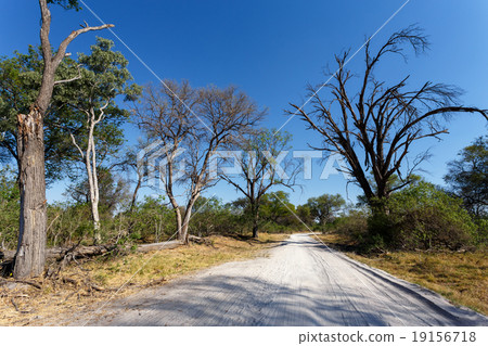 gravel road to Okavango delta Moremi park 19156718