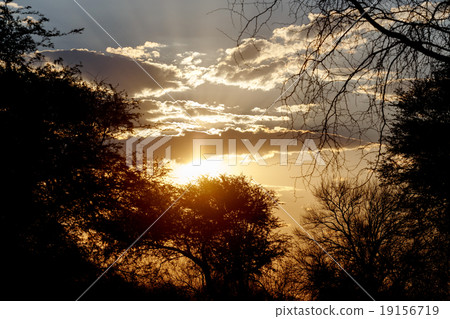 African sunset with tree in front 19156719