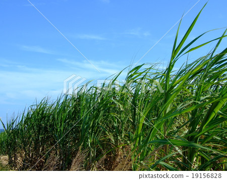 甘蔗 19156828