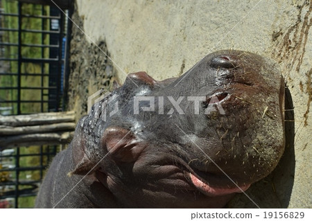 河馬小睡 河馬小睡 19156829