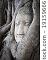 Head of Buddha statue in the tree roots at Wat Mah 19159666