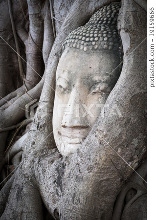 Head of Buddha statue in the tree roots at Wat Mah Head of Buddha statue in the tree roots at Wat Mah 19159666