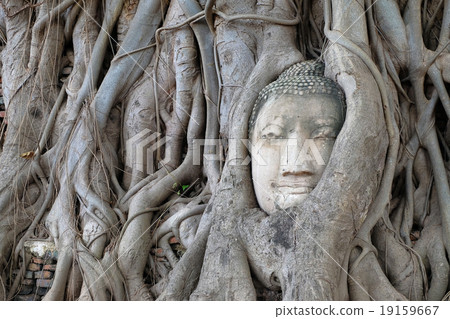 Head of Buddha statue in the tree roots at Wat Mah 19159667