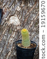 Cactus on tree 19159670