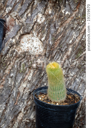 Cactus on tree 19159670