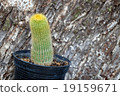 Cactus on tree 19159671