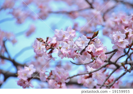 Pink cherry blossoms Pink cherry blossoms 19159955