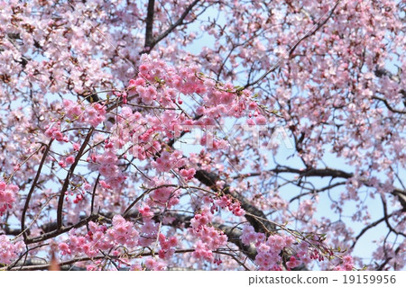 Pink cuddly Hinniku cherry tree 19159956