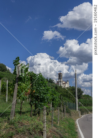 Vineyard 19160462