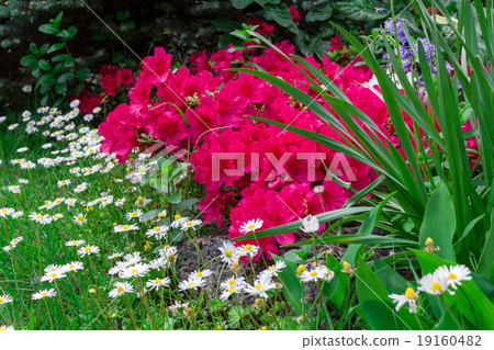 Flowers and gardens 19160482