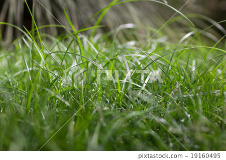 Grass Grass 19160495