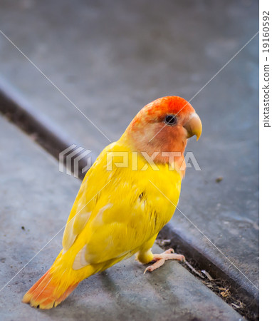 Colorful yellow parrot 19160592
