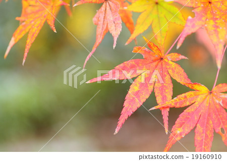Momiji autumn leaves 19160910