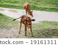 cows on watering grass river young calf look  19161311