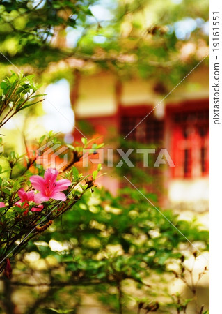 Fushimi Tajiri Inari Inari Azalea's blooming season Fushimi Tajiri Inari Inari Azalea's blooming season 19161551